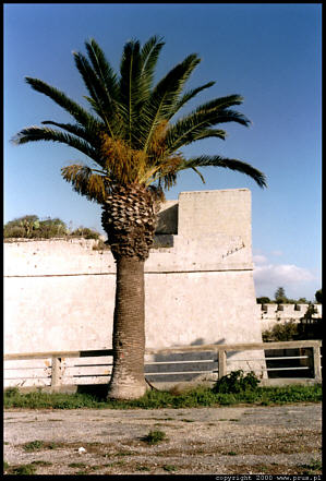 Malta, Mdina, palma